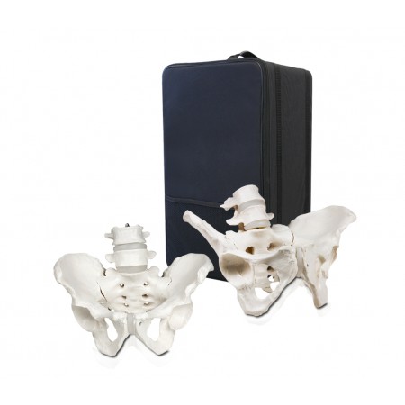 B6 Male and Female Pelvis Model 4th and 5th Lumbar Vertebrae, Life Size with Carrying Case