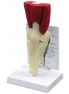 Knee Joint with Muslces