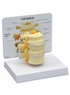 Basic Vertebrae