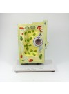Plant Cell Model