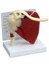 Shoulder Joint with Muscles