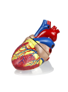 Walter Jumbo Heart Model, 5X Life-Size - 3 Parts