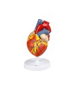 Walter Heart Model, 2X Life-Size - 4 Parts
