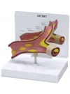 Artery Model