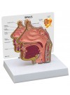 Sinus Model