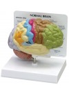 Sensory/Motor Half-Brain