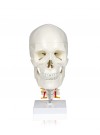 Walter Skull w/Cervical Spine