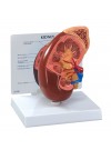 Kidney Model