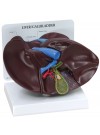Liver and Gallbladder