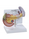Pancreas w/Gallbladder and Spleen