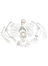 3B Disarticulated Skeleton