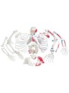3B Disarticulated Skeleton w/Muscles