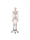 3B Human Skeleton "Stan"