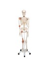 3B Human Skeleton w/Ligaments "Leo"