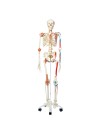 3B Human Skeleton w/Muscles & Ligaments "Sam"