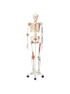 3B Human Skeleton w/Muscles & Ligaments "Sam"