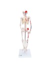 3B Mini Human Skeleton w/Muscles, 1/2 Life-Size