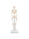 3B Mini Human Skeleton, 1/2 Life-Size