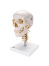 3B Human Skull on Cervical Spine - 4 Parts