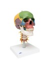 3B Didactic Human Skull on Cervical Spine - 4 Parts