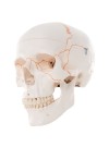 3B Classic Human Skull- 3 Parts