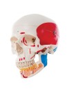 3B Classic Human Skull w/Opened Lower Jaw, Painted - 3 Parts