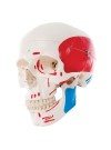 3B Classic Human Skull, Painted - 3 Parts