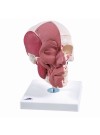 3B Human Skull w/Facial Muscles - 3 Parts