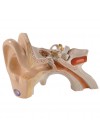 Denoyer Giant Three Part Ear