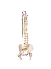 3B Classic Flexible Spine w/Femur Heads
