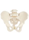 3B Male Pelvis Skeleton