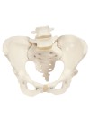 3B Female Pelvis Skeleton