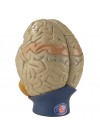 Denoyer Giant 4 Part Brain