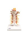 3B Cervical Spinal Column, Life-Size