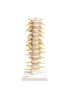 3B Thoracic Spinal Column, Life-Size