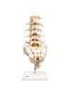 3B Lumbar Spinal Column, Life-Size