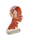 Denoyer Half of Head and Neck Musculature