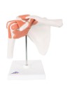 3B Functional Shoulder Joint