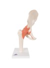 3B Deluxe Functional Hip Joint, Physiological Movable