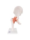 3B Functional Hip Joint