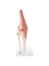 3B Deluxe Functional Knee Joint, Physiological Movable