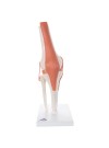 3B Functional Knee Joint