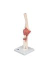 3B Deluxe Functional Elbow Joint, Physiological Movable