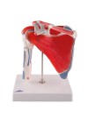 3B Shoulder Joint w/Muscles - 5 Parts