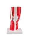 3B Knee Joint w/Muscles - 12 Parts