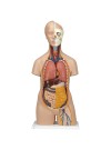 3B Classic Unisex Torso, Life-Size - 12 Parts