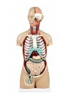 Walter Sexless Human Torso w/Open Back - 17 Parts