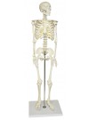 Walter Half-Size Skeleton