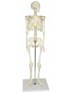 Walter Half-Size Skeleton