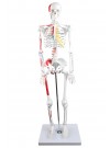 Walter Half-Size Skeleton w/Muscles
